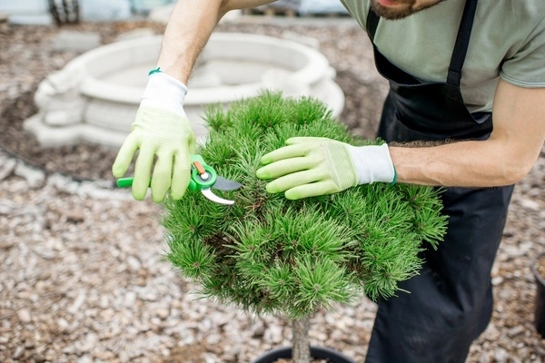 Professional Tree Service Ledyard CT